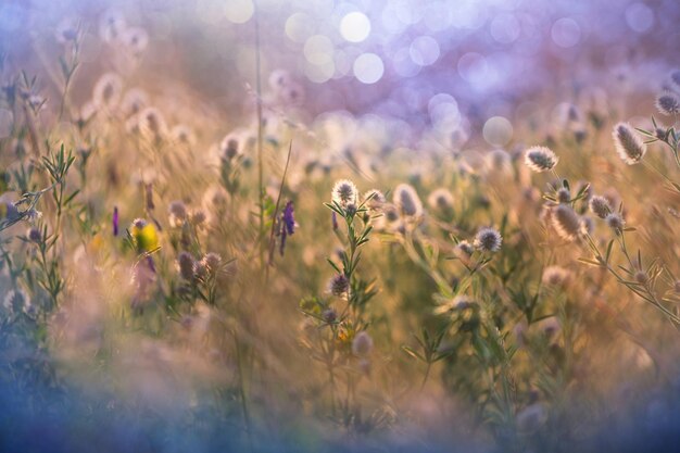 Summer flowers on the  meadow