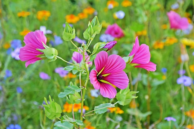 Summer flowers