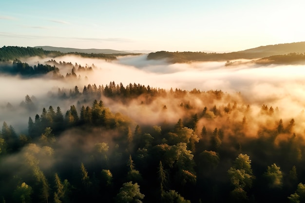 Summer foggy forest top view Green leaves of trees forest and mountains