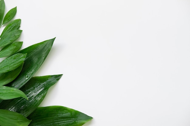  summer foliage arrangement. green wet plant leaves on white copy space.