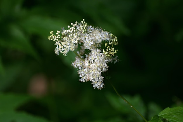 Summer forest flowersMoscow region Russia