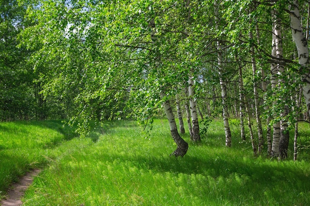 summer forest landscape with birch trees and meadow sunny day