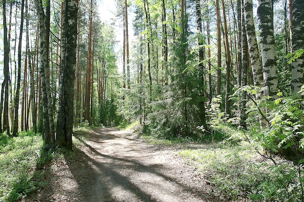 summer forest landscape