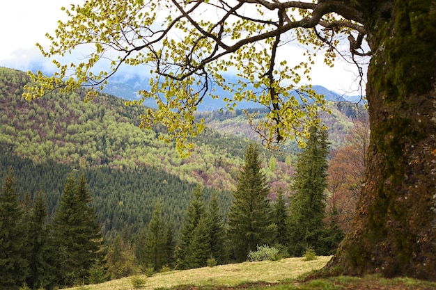 Summer forest on mountain slopes