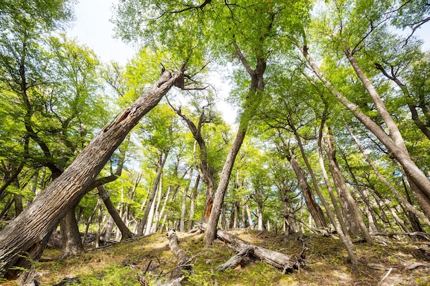 Summer forest at sunrise time. Inspiring summer.