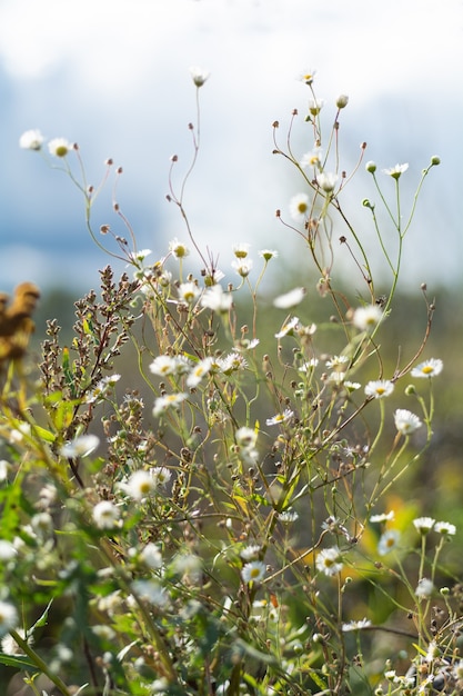 Summer fragrant field herbs on the field in the rays of the warm daytime sun