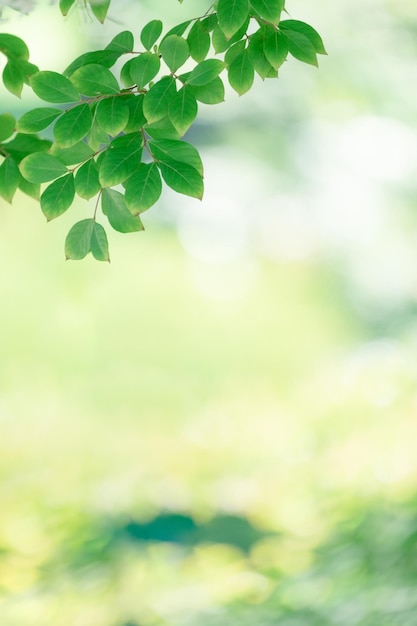 Summer fresh green branches and leaves on blurred background