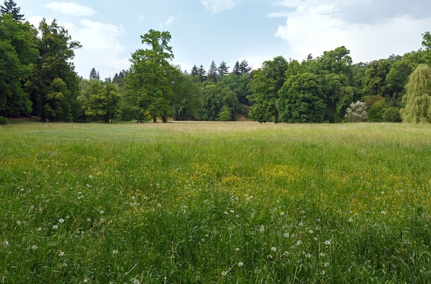 Summer glade with blossoming wild flowers