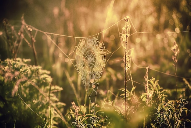 Summer golden plants with dew water drops and shiny web macro sunny natural background