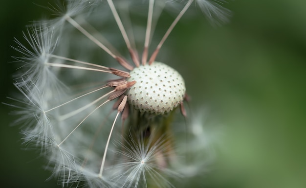 Summer green background. half dandelion. wind