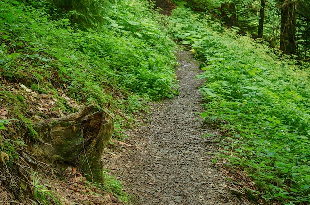 Summer green forest with path natural outdoor seasonal background