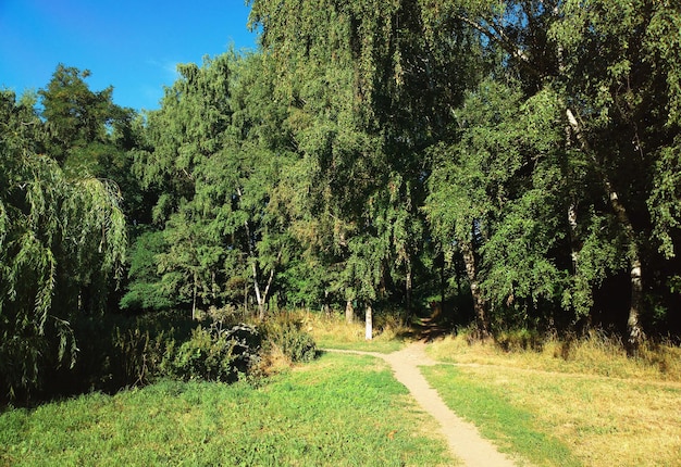 Summer green park trees landscape backdrop