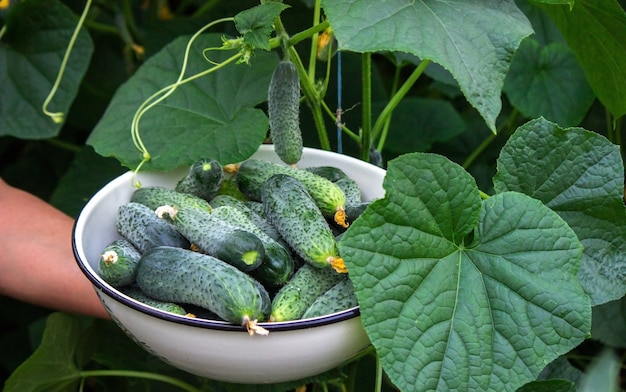 Summer harvest. A macro shot of a group of freshly picked green ripe cucumbers. Selective focus