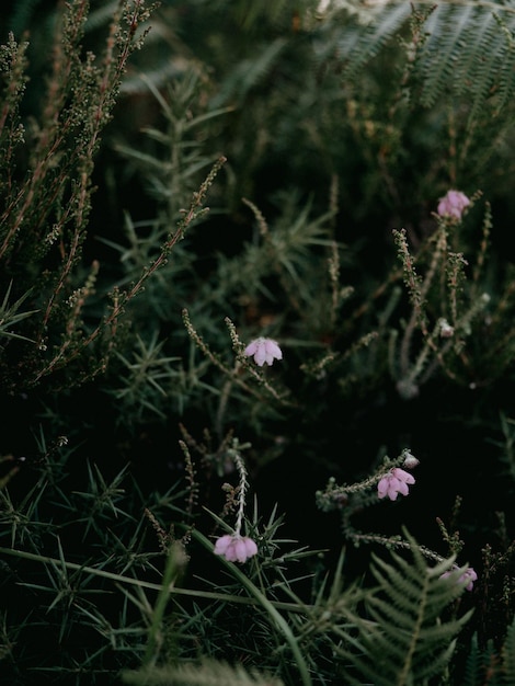 Summer heather in the new forest