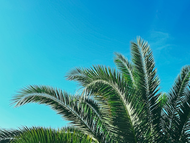 Summer holiday and tropical nature concept palm tree and blue sky in summertime