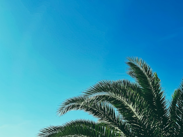 Photo summer holiday and tropical nature concept palm tree and blue sky in summertime