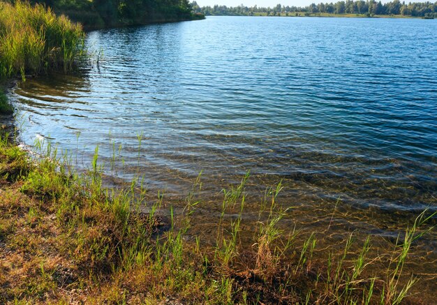 Summer lake calm rushy shore