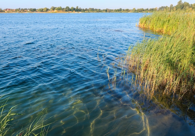 Summer lake calm rushy shore