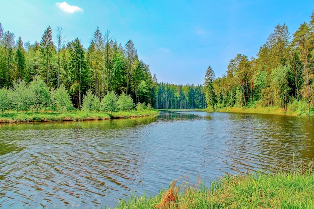 Summer Lake River Beautiful forest a forest of trees and a lake with a forest in the background