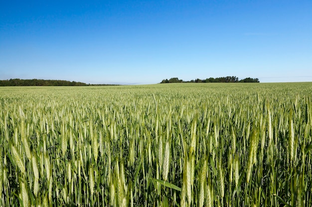 Summer landscape of agricultural wheat field with cereal, blue sky