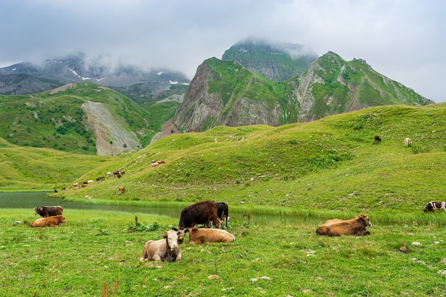 Summer Landscape in Artvin Province with Cows Grazing on Fresh Green Mountain.