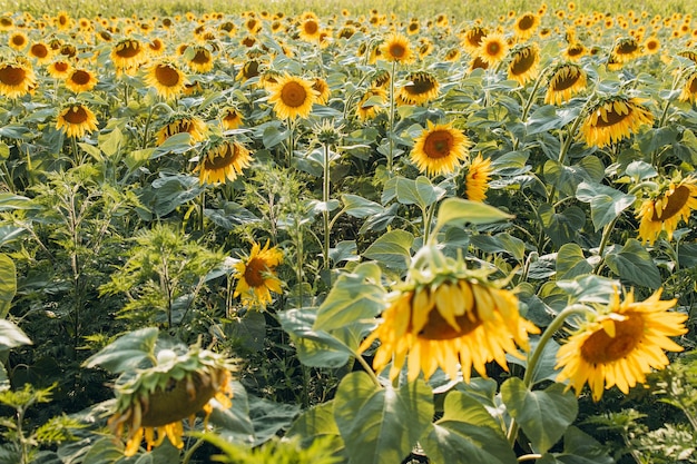 Summer landscape beauty sunset over sunflowers field