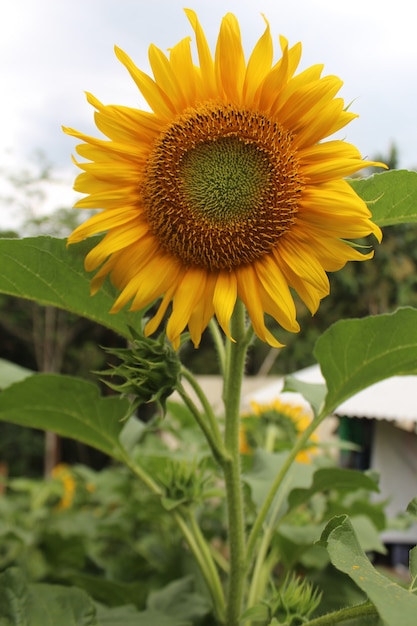 Summer landscape beauty sunset over sunflowers fieldpremium