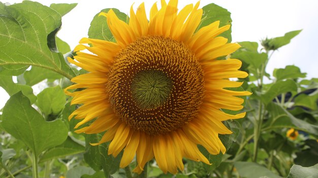 Summer landscape beauty sunset over sunflowers fieldpremium