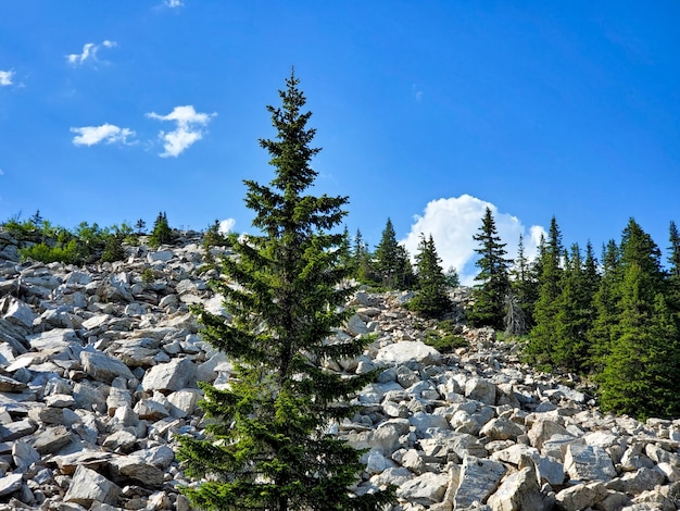 Summer landscape on Christmas trees on stony mountains