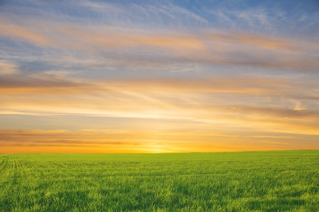 summer landscape field with green grass and horizon