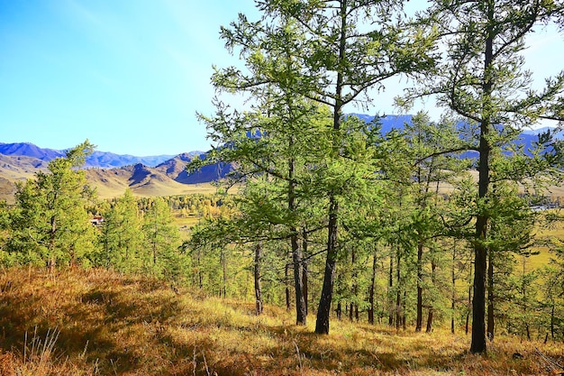 summer landscape in forest background panorama nature summer season landscape trees