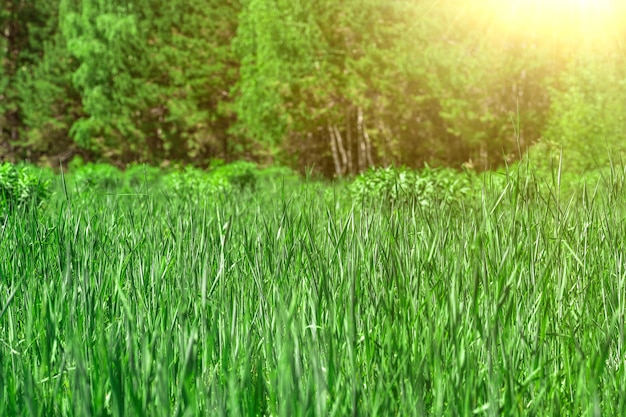 Summer landscape Fresh green spring grass with sun leaks effect copy space Soft Focus Abstract nature background Banner