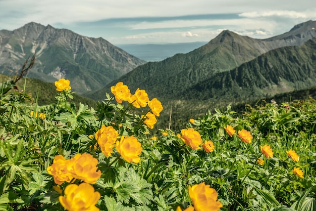 Summer landscape of a green mountain valley with beautiful yellow flowers in the foreground Alpine Caucasian mountains