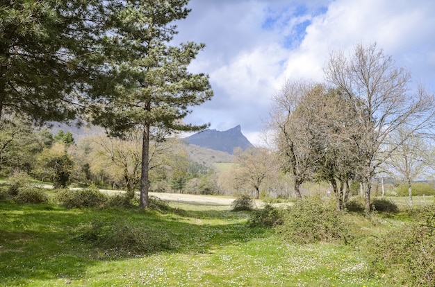  Summer landscape of a mountain