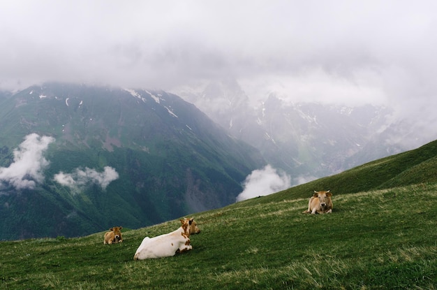 Summer landscape in the mountains. Red cows on a alpine pasture. Cloudy weather. Zemo Svaneti, Georgia, Caucasus