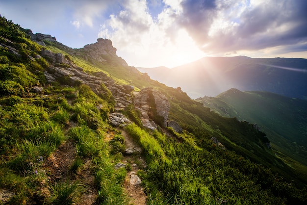 Summer landscape in the mountains