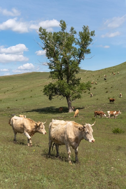 Summer landscape with cows grazing on fresh green mountain pastures Dirty white and brown cows graze in a meadow in the mountains Healthy and wellfed cow on a pasture