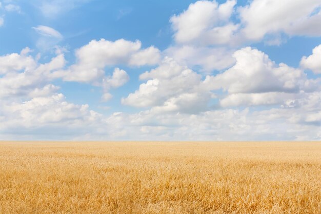 Summer landscape with grain field and blue sky with clouds