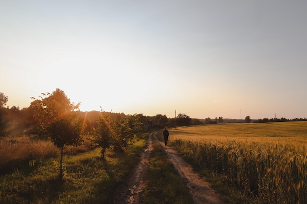 Summer landscape with green growing field in countryside