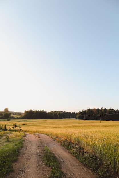 Summer landscape with green growing field in countryside