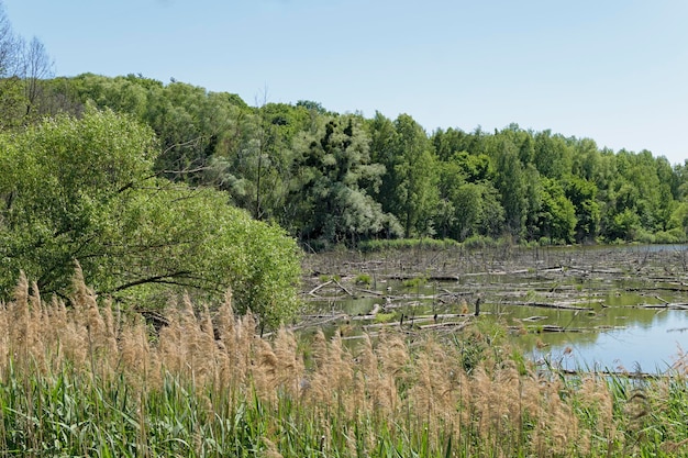 Summer landscape with green vegetation and swamp