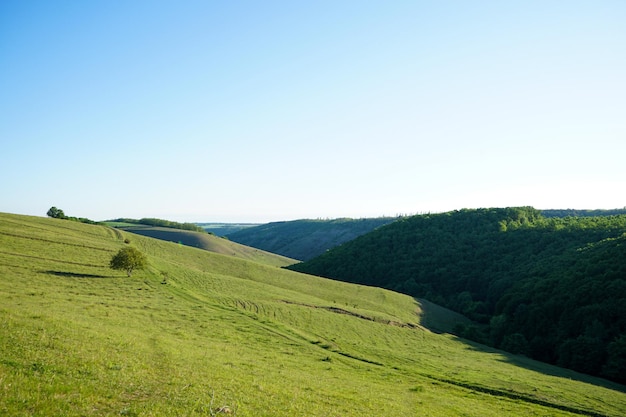 Summer landscape with hilly green field and forest in the distance