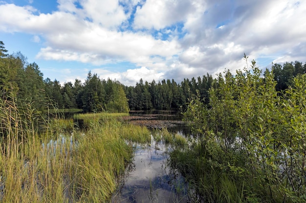 A summer landscape with a lake and beautiful clouds over the trees