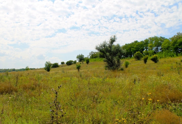 Summer landscape with meadow trees and hills