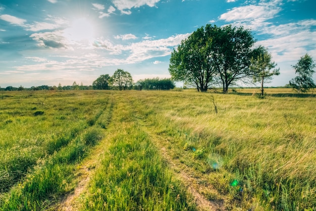 Summer landscape with oaks in the field