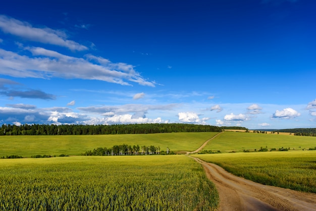 Summer Landscape with Wheat Field and Clouds