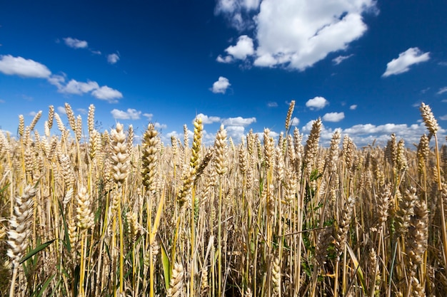 Summer landscape with wheat field with blue sky and clouds