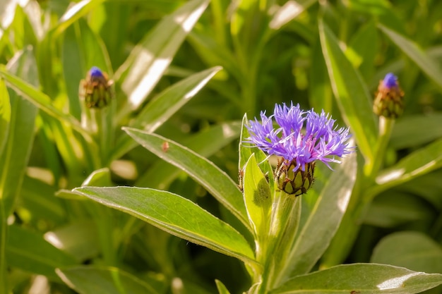 Summer landscape with wildflowers cornflowers in the rays of the sun purple flower in the meadow closeup photo in summertime