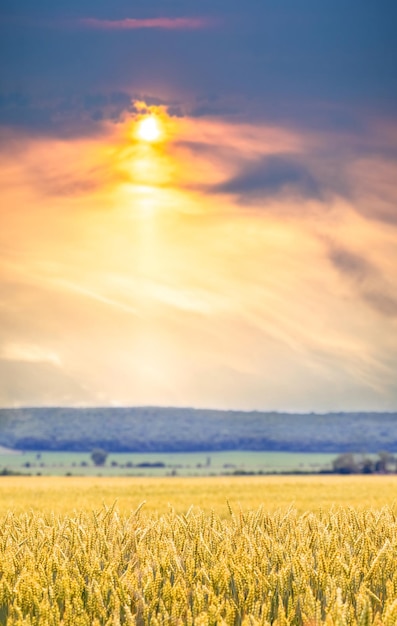 Summer landscape with yellow wheat field and picturesque cloudy sky during sunset vertical format