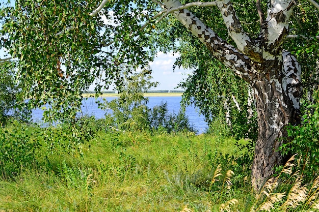 Summer landscape